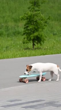 Jack Russell Terrier köpeği parkta bir peni tahtası sürüyor. Dikey video