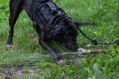 Pitbull terrier cinsi köpek, açık hava piposundan içer.