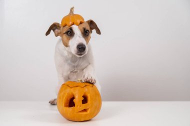 Beyaz arka planda balkabağı şapkalı Jack Russell Terrier köpeği.