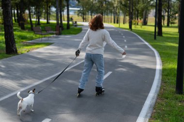 Beyaz kadın, Jack Russell Terrier köpeğiyle parkta paten kayıyor.