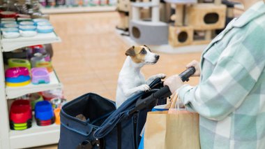 Bir kadın evcil hayvan dükkanında Jack Russell Terrier köpeği ile bebek arabasında alışveriş yapıyor.