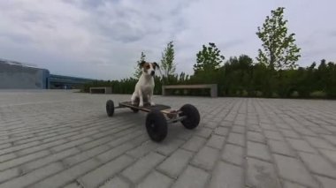 Bir Jack Russell Terrier köpeği elektrikli bir uzun tahta kullanıyor.