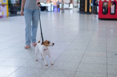 Jack Russell Terrier köpeği sahibinin tasmasını çeker.