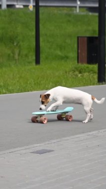 Jack Russell Terrier köpeği parkta bir peni tahtası sürüyor. Dikey video