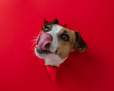 Komik köpek burnunu yalıyor. Jack Russell Terrier kafası kırmızı karton arka plandan sarkan