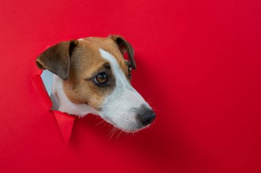 Komik Jack Russell Terrier köpeği kırmızı karton arka planda göze çarpıyor. Boşluğu kopyala