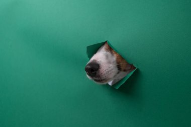 Jack Russell Terrier köpeğinin burnu yeşil karton bir arka planda göze çarpar. Boşluğu kopyala