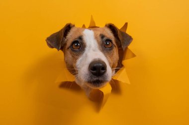Komik köpek Jack Russell Terrier kağıt turuncu arka planda bir delikten sarkıyor.