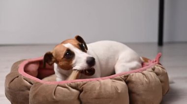 Sahibi, Jack Russell Terrier 'dan tendon kemiği alır.