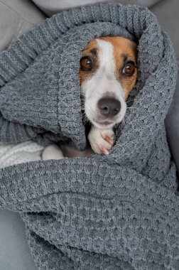 Jack Russell Terrier köpeği battaniyeye sarılı yatıyor. Dikey fotoğraf
