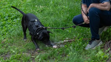 Pitbull terrier cinsi köpek, açık hava piposundan içer.