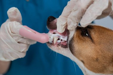 Bir veteriner Jack Russell Terrier 'ın dişlerini temizliyor.