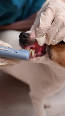 Bir veteriner Jack Russell Terrier 'ın dişlerini temizliyor.