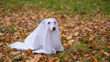 Sonbahar ormanında hayalet kostümlü Jack Russell Terrier köpeği.