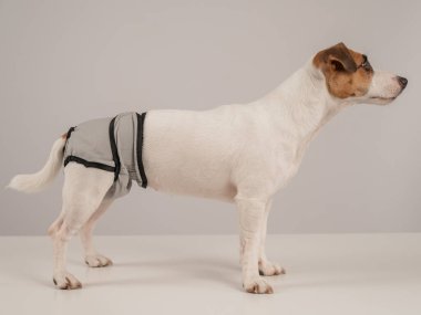Beyaz arka planda adet külotu giyen sevimli Jack Russell Terrier köpeği. Yeniden kullanılabilir bebek bezi