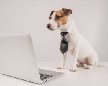 Beyaz arka planda dizüstü bilgisayarla çalışan kravatlı şirin Jack Russell Terrier köpeği.