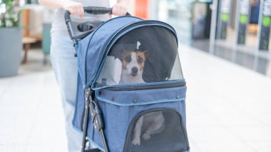 Jack Russell teriyer köpeğinin yakın plan portresi bebek arabasının içinde.