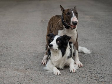 İki köpek yürüyüş yaparken sarılıyorlar. Border collie ve bull terrier