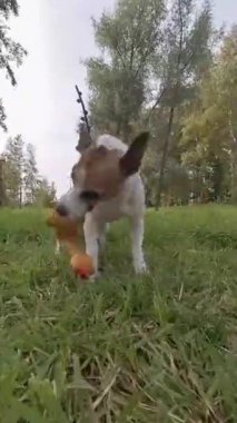 Komik Jack Russell Terrier köpeği parkta plastik ördekle oynuyor. Dikey video