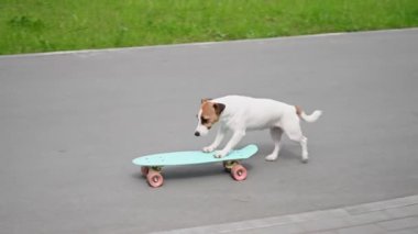 Jack Russell Terrier köpeği parkta bir kuruş tahtasına biner.