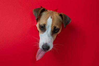 Komik köpek burnunu yalıyor. Jack Russell Terrier 'ın kafası kırmızı karton arka plandan dışarı fırlamış. Boşluğu kopyala
