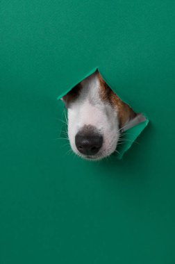 Jack Russell Terrier köpeğinin burnu yeşil karton bir arka planda göze çarpar. Dikey fotoğraf