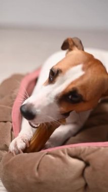 Jack Russell Terrier Köpek Kemiği Çiğniyor. Dikey video