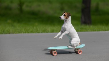 Jack Russell Terrier köpeği parkta bir kuruş tahtasına biner.