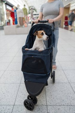 Beyaz bir kadın alışveriş merkezinde Jack Russell Terrier köpeğiyle bebek arabasında yürüyor. Dikey fotoğraf