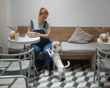 Jack Russell Terrier, köpek dostu kafede yalvarıyor.
