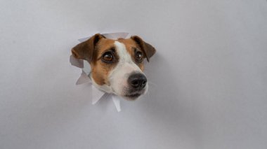 Komik bir Jack Russell Terrier köpeği açık gri bir karton arka planda göze çarpıyor. Boşluğu kopyala