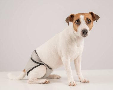 Beyaz arka planda adet külotu giyen sevimli Jack Russell Terrier köpeği. Yeniden kullanılabilir bebek bezi