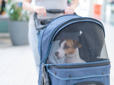 Jack Russell teriyer köpeğinin yakın plan portresi bebek arabasının içinde.
