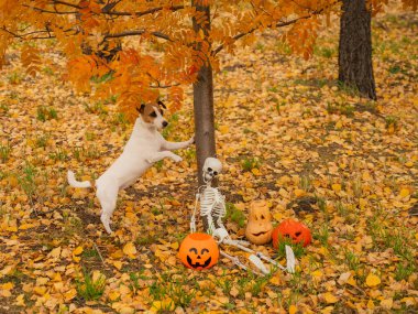 Jack Russell Terrier köpeği sonbahar ormanlarında Cadılar Bayramı süslemelerinin yanında ağacın altında duruyor.