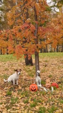 Jack Russell Terrier köpeği sonbahar ormanında Cadılar Bayramı süslemelerinin yanında ağacın altında duruyor. Dikey video
