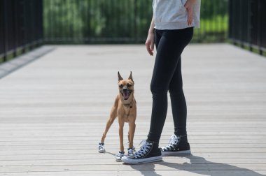 Yüzü olmayan bir kadın ve uyumlu ayakkabılarla yürüyen şirin bir köpek.