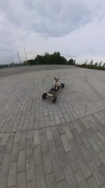 Jack Russell Terrier köpeği elektrikli bir uzun tahta kullanıyor. Dikey video