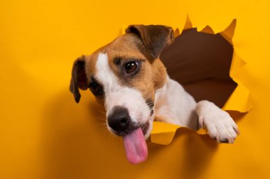 Jack Russell Terrier 'ı yalamak, kağıt turuncu arka planda yırtılmaya başlar.