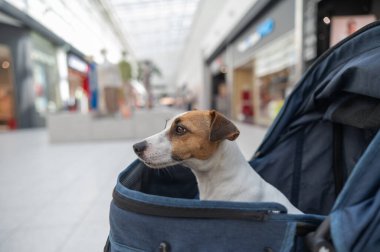 Alışveriş merkezinde bir evcil hayvanla alışveriş yapmak. Jack Russell Terrier bebek arabasındaki köpek