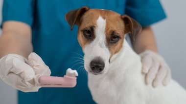 Bir veteriner Jack Russell Terrier 'ın dişlerini temizliyor.