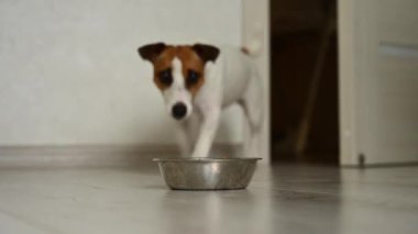 Jack Russell Terrier köpeği mutfağa girer ve bir kaseden kuru yemek yer.