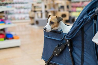 Jack Russell Terrier bir evcil hayvan dükkanında bebek arabasında