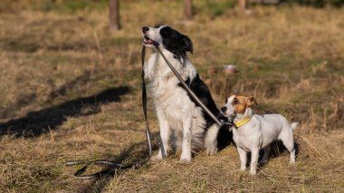 Border collie köpeği sonbaharda parkta yürürken Jack Russell Terrier tasması tutuyor.