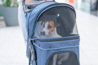 Jack Russell teriyer köpeğinin yakın plan portresi bebek arabasının içinde.