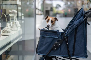 Alışveriş merkezinde bir evcil hayvanla alışveriş yapmak. Jack Russell Terrier bebek arabasındaki köpek