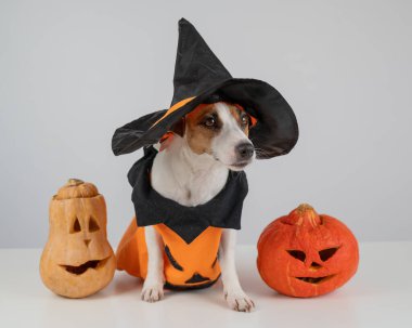 Beyaz arka planda iki balkabağı kostümlü Jack Russell Terrier köpeği.