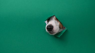 Jack Russell Terrier köpeğinin burnu yeşil karton bir arka planda göze çarpar. Boşluğu kopyala