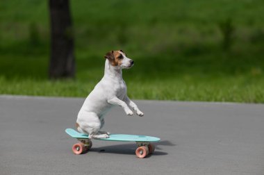 Jack Russell Terrier köpeği parkta bir kuruş tahtasına biner.