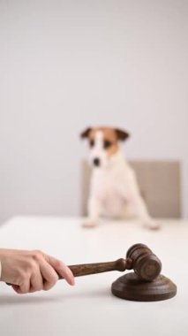 Yargıç Jack Russell Terrier 'a Karar Verdi