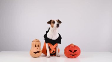 Beyaz arka planda iki balkabağı kostümlü Jack Russell Terrier köpeği.